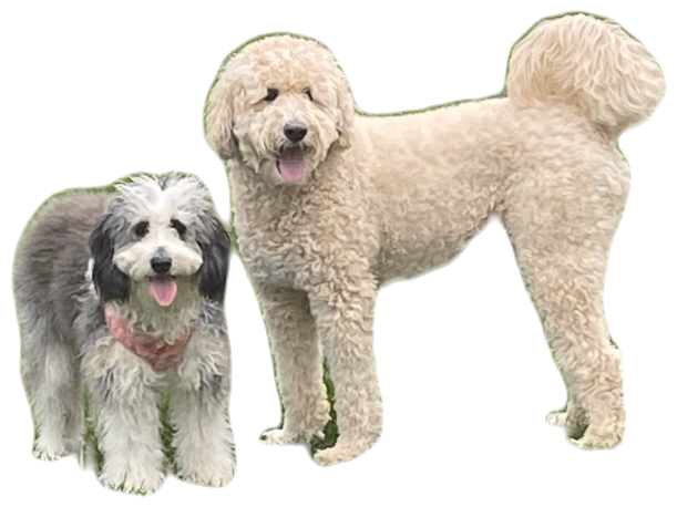 Two very good dogs standing on the field