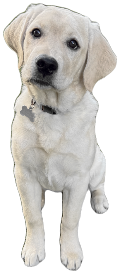 A yellow lab puppy sitting on the field